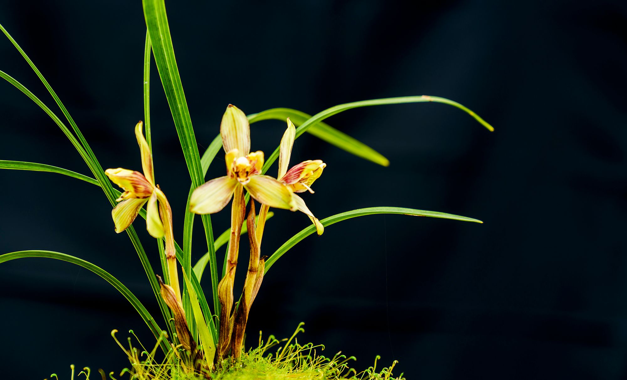 一芷幽兰沁芳菲!_高清图集_新浪网