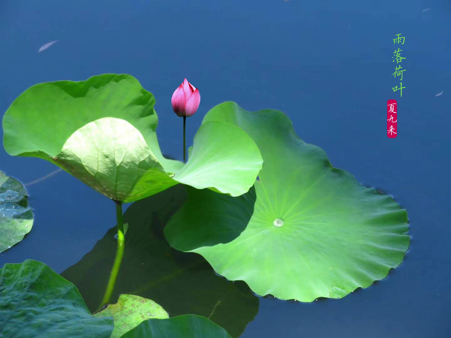 炎日已至羽扇起,雨落荷叶夏九来
