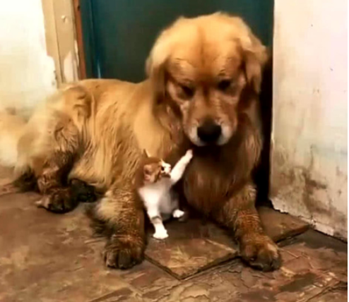 金毛调皮玩得全身是泥,被主人罚站外面思过,小奶猫的举动暖心休闲区蓝鸢梦想 - Www.slyday.coM 金毛调皮玩得全身是泥,被主人罚站外面思过,小奶猫的举动暖心休闲区蓝鸢梦想 - Www.slyday.coM