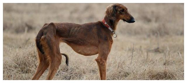 细狗叫什么名字 细狗怎么看好坏 细犬 好坏 狩猎犬 新浪新闻