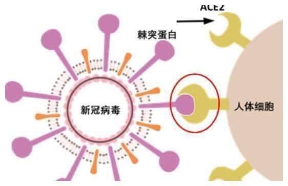 北京此前连续56天没有病例,病毒哪里来的?似乎并不是来自国内!