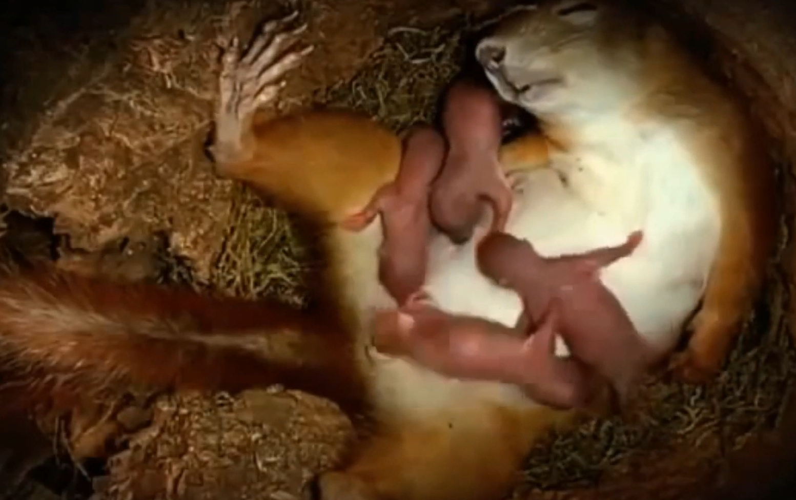 松鼠一天都在窝里干嘛?监控摄像记录全程,画面温馨有爱