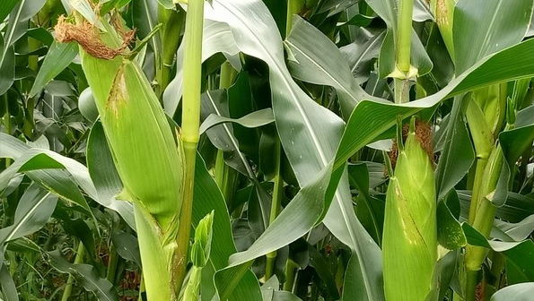 到了秋天的时候,正是玉米成熟的季节,农民辛苦了半年,就到了丰收的