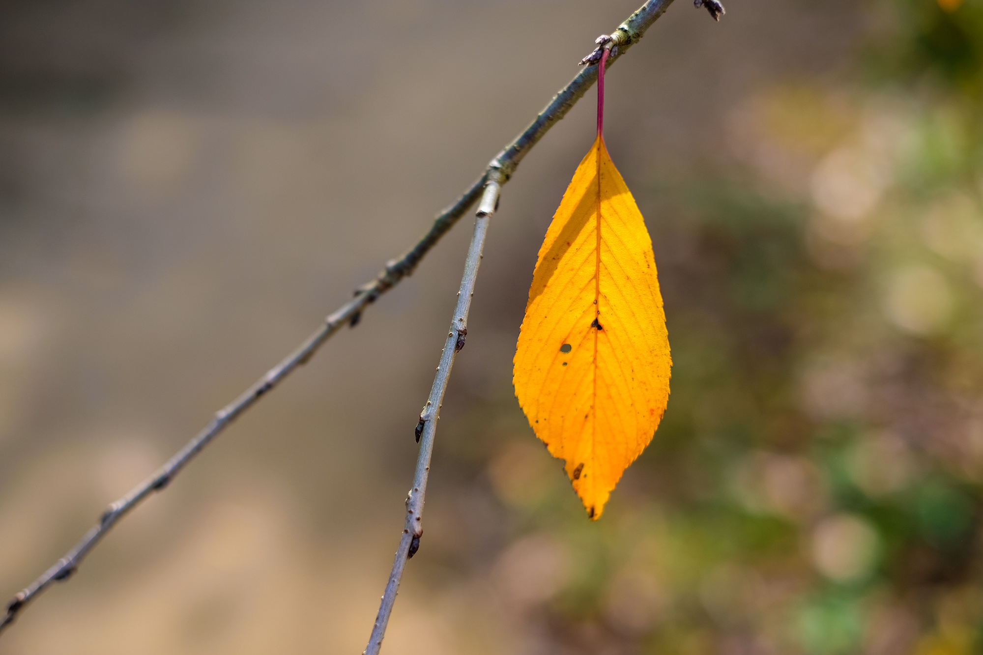 日本建筑之奈良橿原神宫 日本建筑之奈良橿原神宫
