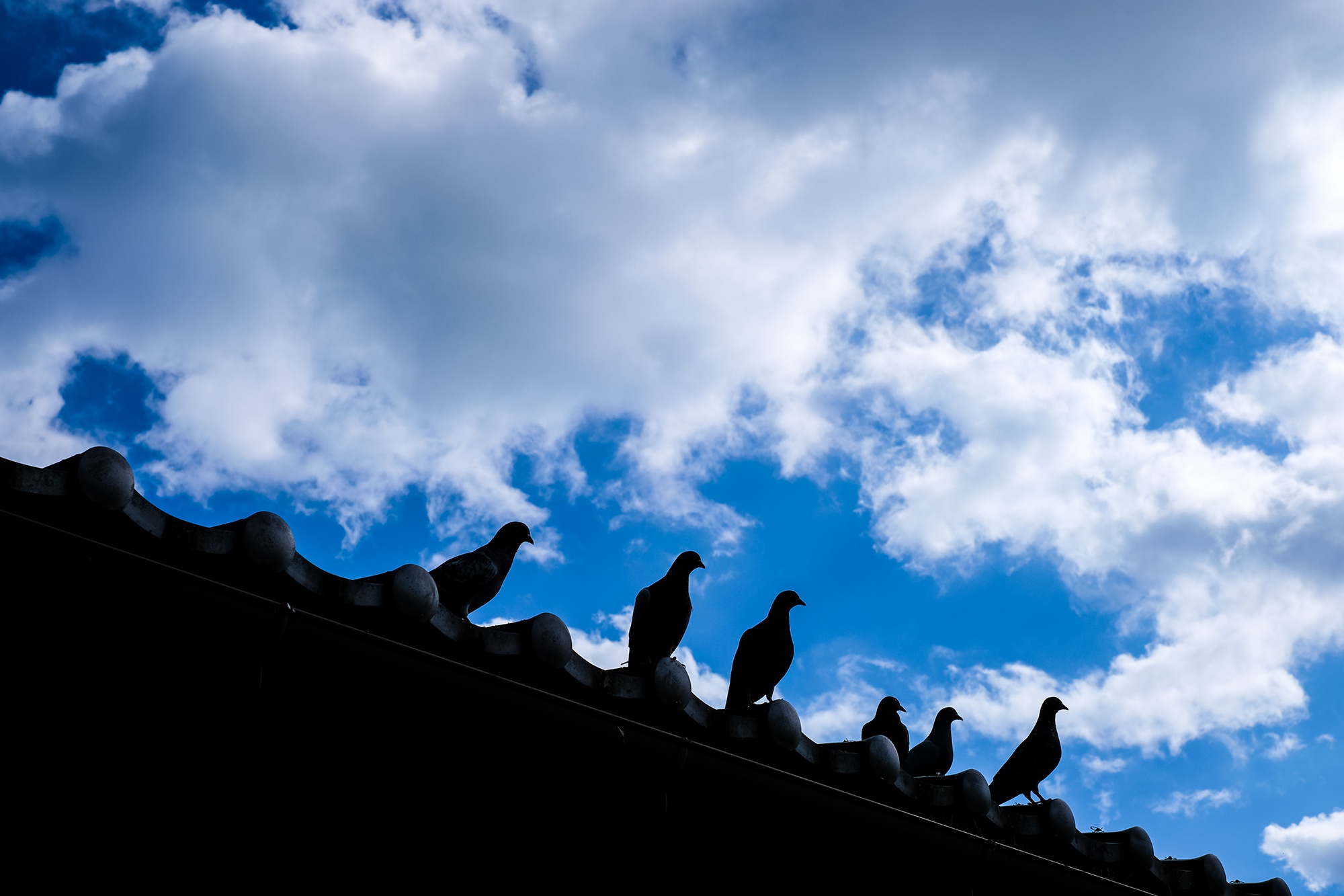 日本建筑之奈良橿原神宫 日本建筑之奈良橿原神宫