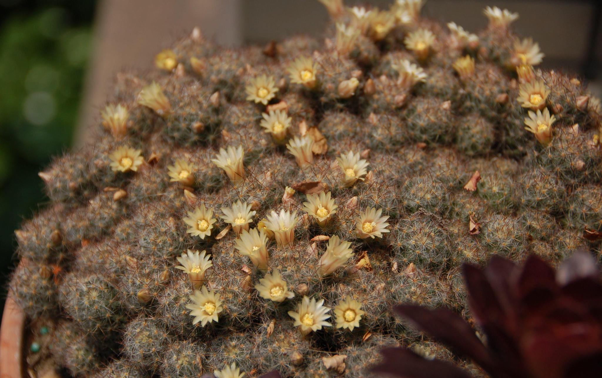 每日多肉松霞mammillariaprohjera