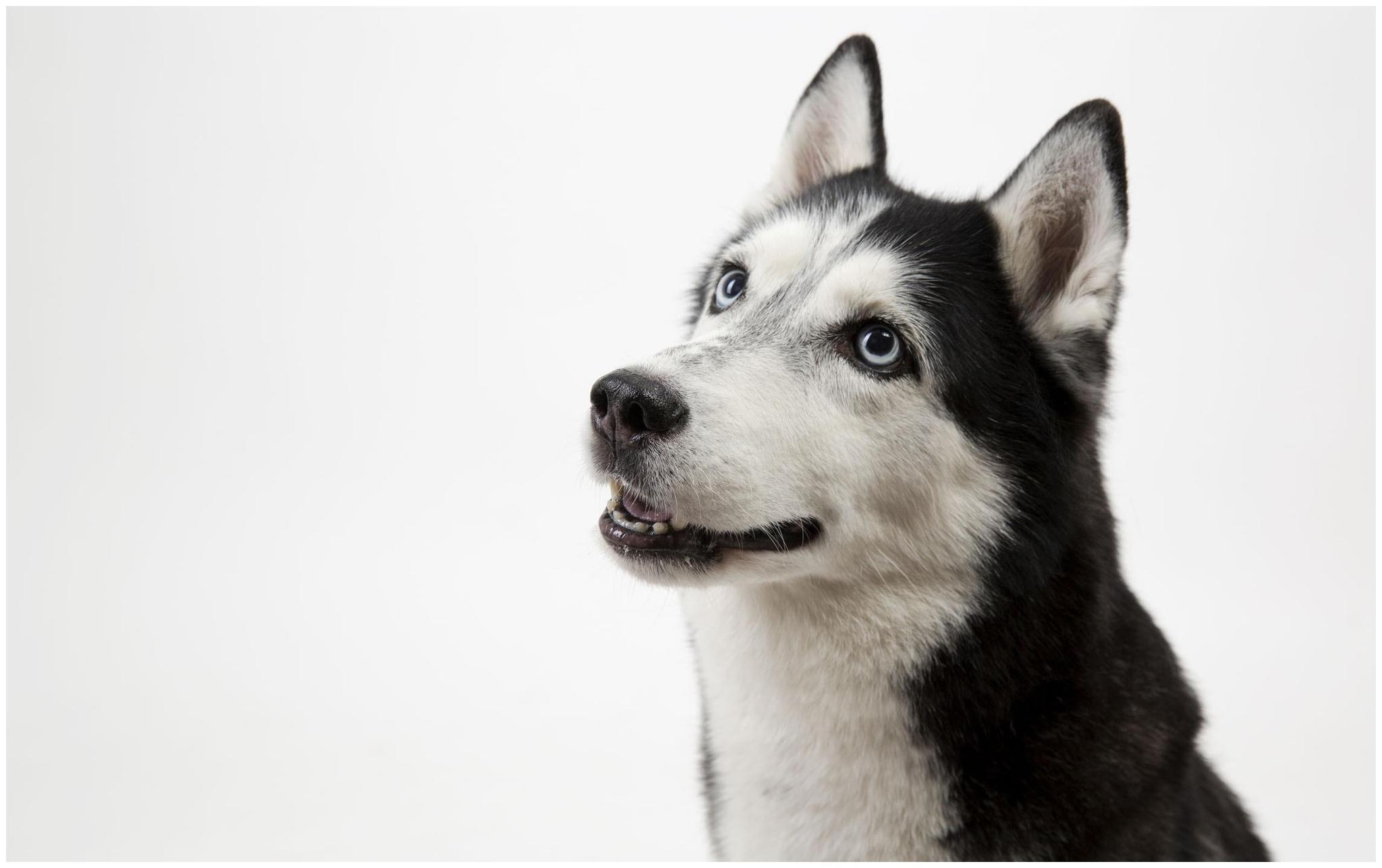 皮实哈士奇爱自找麻烦经常弄伤自己日常照看自家爱犬不可大意