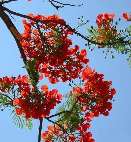 世界名树凤凰树__财经头条