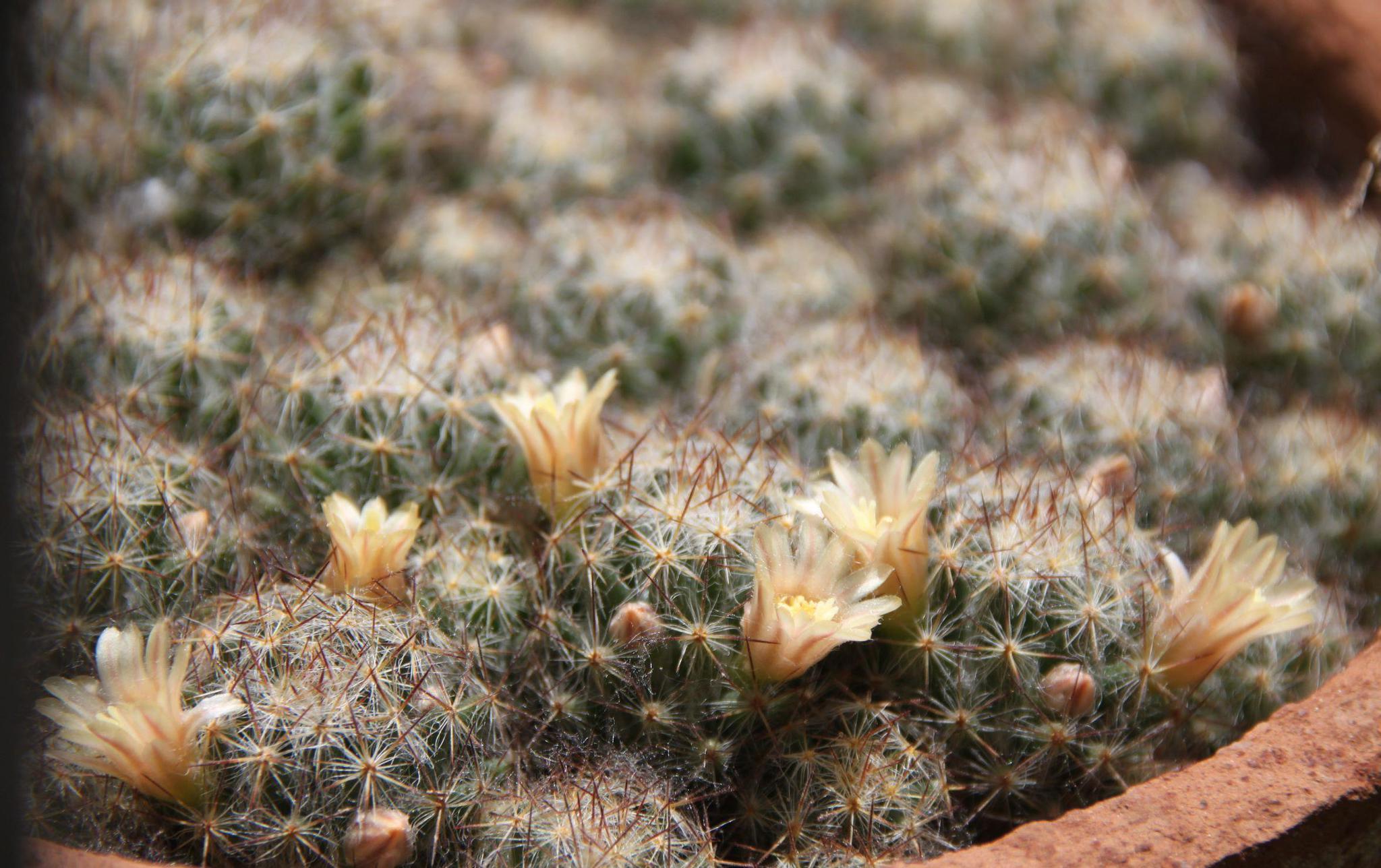 每日多肉松霞mammillariaprohjera