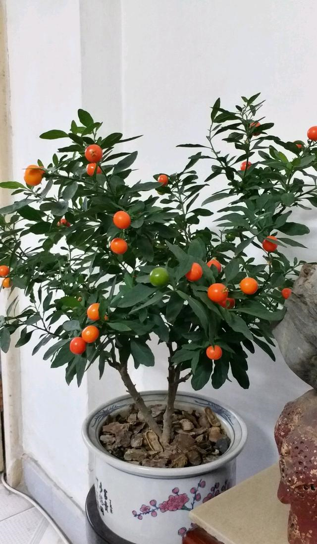 是许多人喜欢的一株花卉,名字叫做冬珊瑚,还有着吉庆果,珊瑚豆的叫法