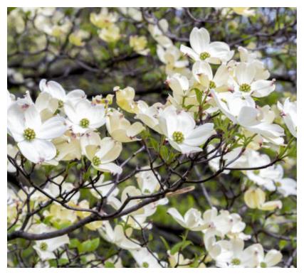 心理测试 你喜欢哪株茱萸花 测22年重阳节你会遇到什么好运