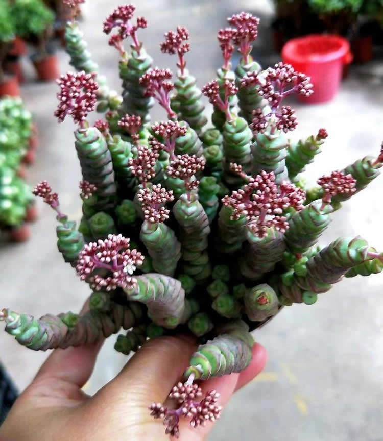 养3年的钱串开花了粉嘟嘟很漂亮不过观赏后就剪掉吧