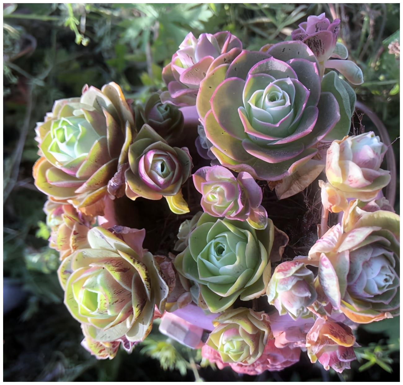 多肉植物爱休眠如何唤醒山地玫瑰做好这几步就行