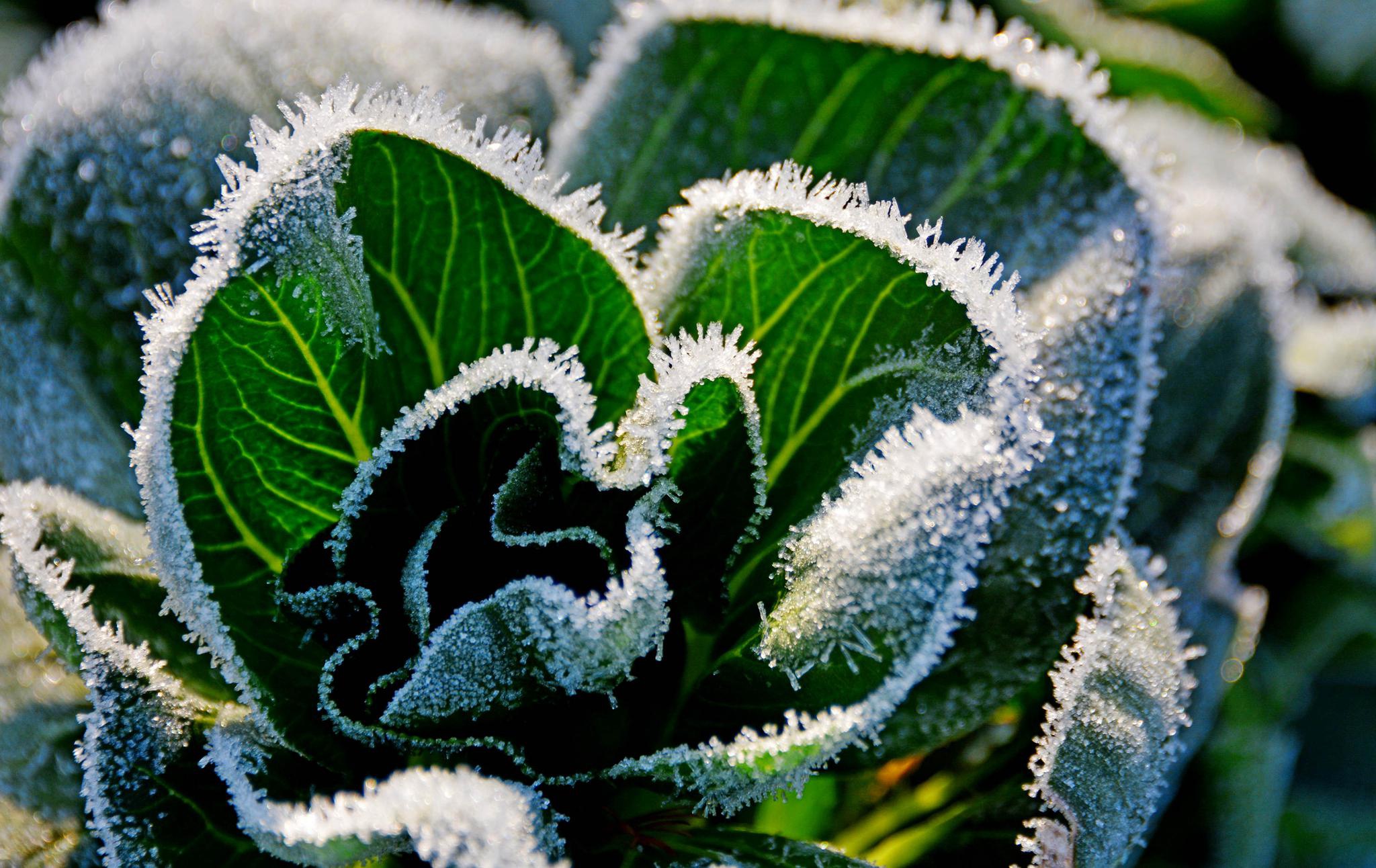 霜花|无锡_新浪新闻