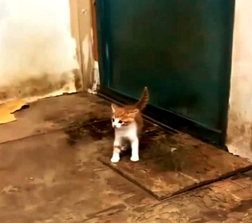 金毛调皮玩得全身是泥,被主人罚站外面思过,小奶猫的举动暖心休闲区蓝鸢梦想 - Www.slyday.coM 金毛调皮玩得全身是泥,被主人罚站外面思过,小奶猫的举动暖心休闲区蓝鸢梦想 - Www.slyday.coM