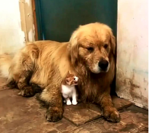 金毛调皮玩得全身是泥,被主人罚站外面思过,小奶猫的举动暖心休闲区蓝鸢梦想 - Www.slyday.coM 金毛调皮玩得全身是泥,被主人罚站外面思过,小奶猫的举动暖心休闲区蓝鸢梦想 - Www.slyday.coM