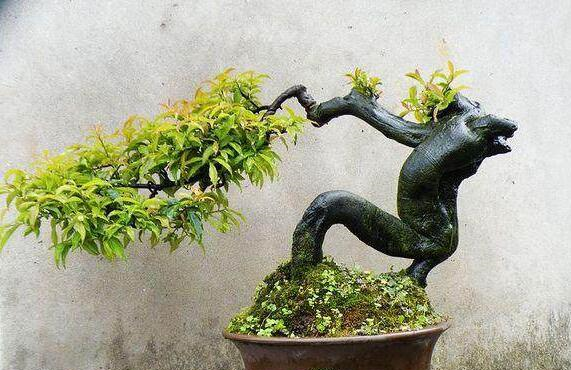 张大爷捡了1个树桩,结出怪果子,专家说是“金弹子”,老贵了休闲区蓝鸢梦想 - Www.slyday.coM 张大爷捡了1个树桩,结出怪果子,专家说是“金弹子”,老贵了休闲区蓝鸢梦想 - Www.slyday.coM