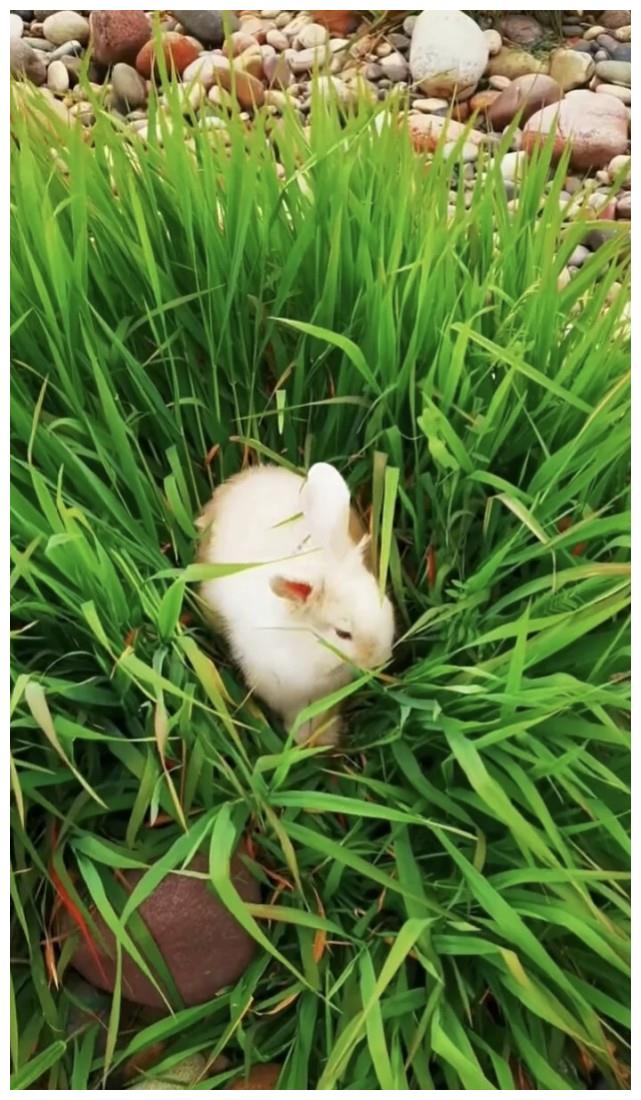 小兔子萌萌哒|小兔|可爱|小兔子_新浪新闻