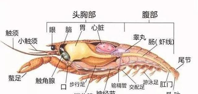 你可能想不到!|小龙虾|虾头|虾_新浪新闻