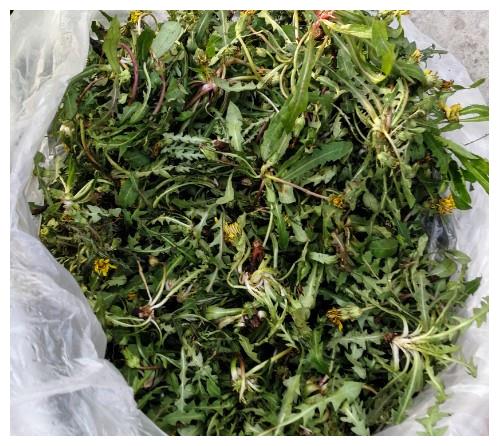 72岁农村大爷城里卖稀罕菜,感叹自己差点有千万,感叹变化快!