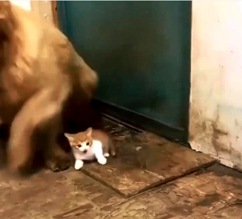 金毛调皮玩得全身是泥,被主人罚站外面思过,小奶猫的举动暖心休闲区蓝鸢梦想 - Www.slyday.coM 金毛调皮玩得全身是泥,被主人罚站外面思过,小奶猫的举动暖心休闲区蓝鸢梦想 - Www.slyday.coM