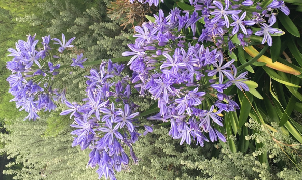 此花寓意为爱情降临 是代表了优雅和纯净 像极了男孩心中的初恋