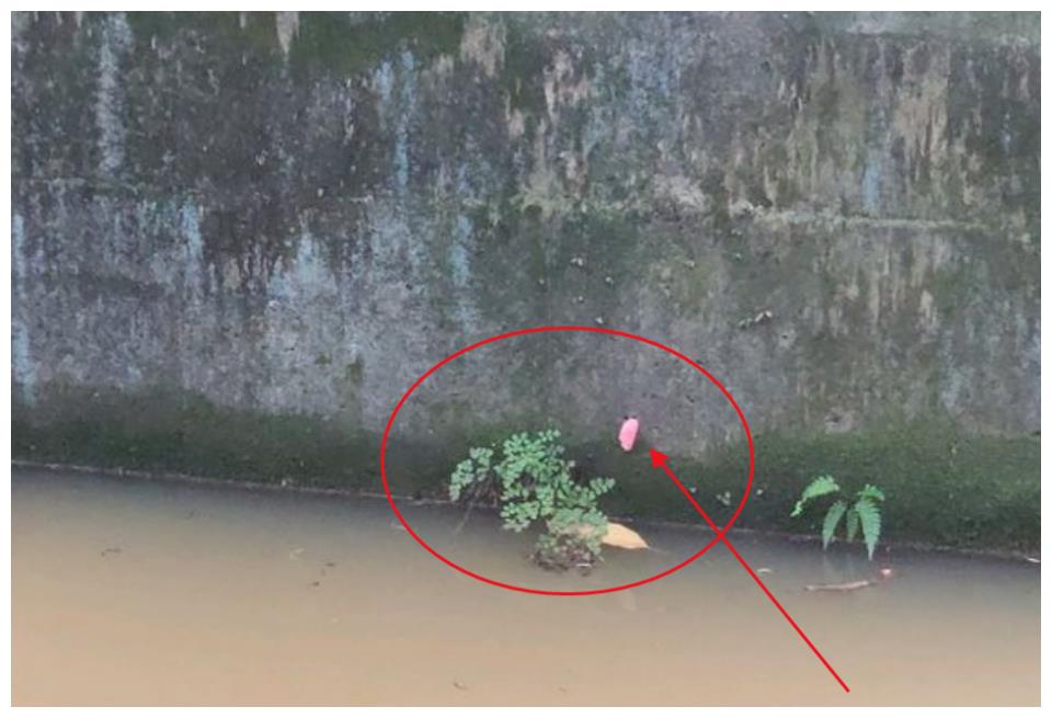 最 恶心 的外来生物 随处可见红色一团团 荷塘水沟最多 财经头条