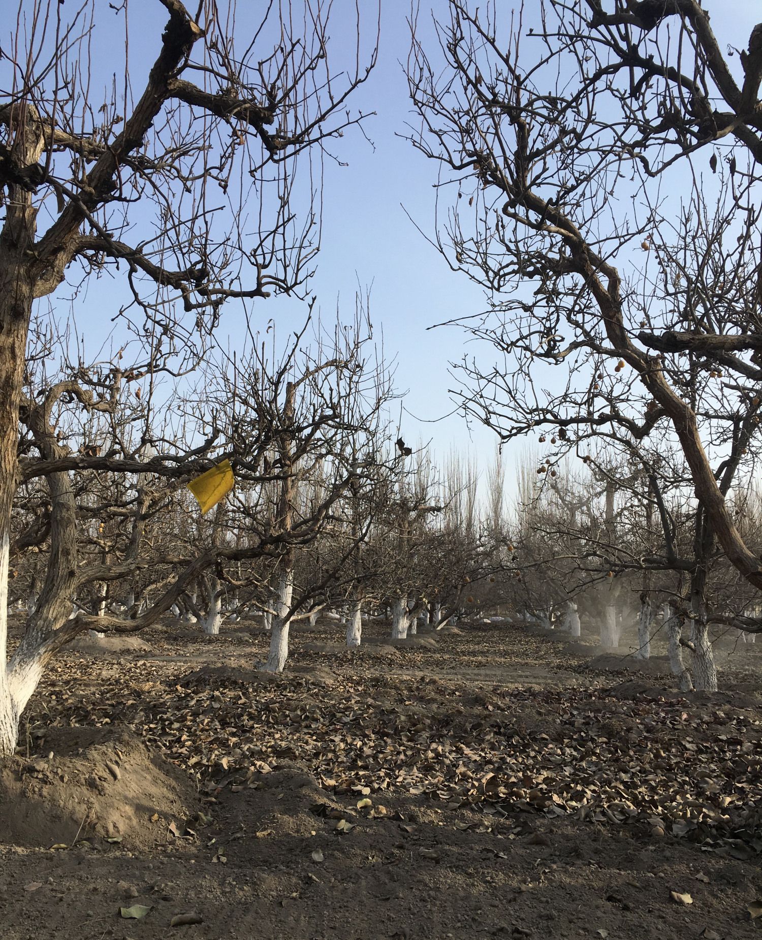 2019年冬日库尔勒香梨园一游,树上看到了很多冻梨!_高清图集_新浪网