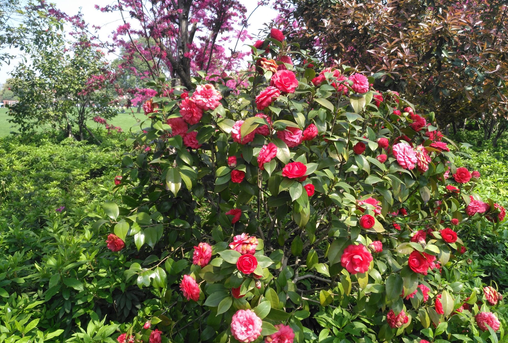 橘子洲头,一片生机,春意盎然