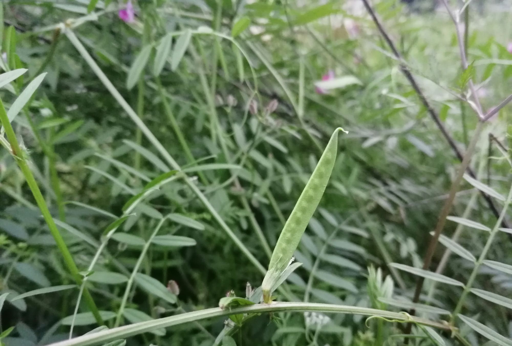 野豌豆:疯长的野草,所到之处寸草不生,有什么办法消灭?