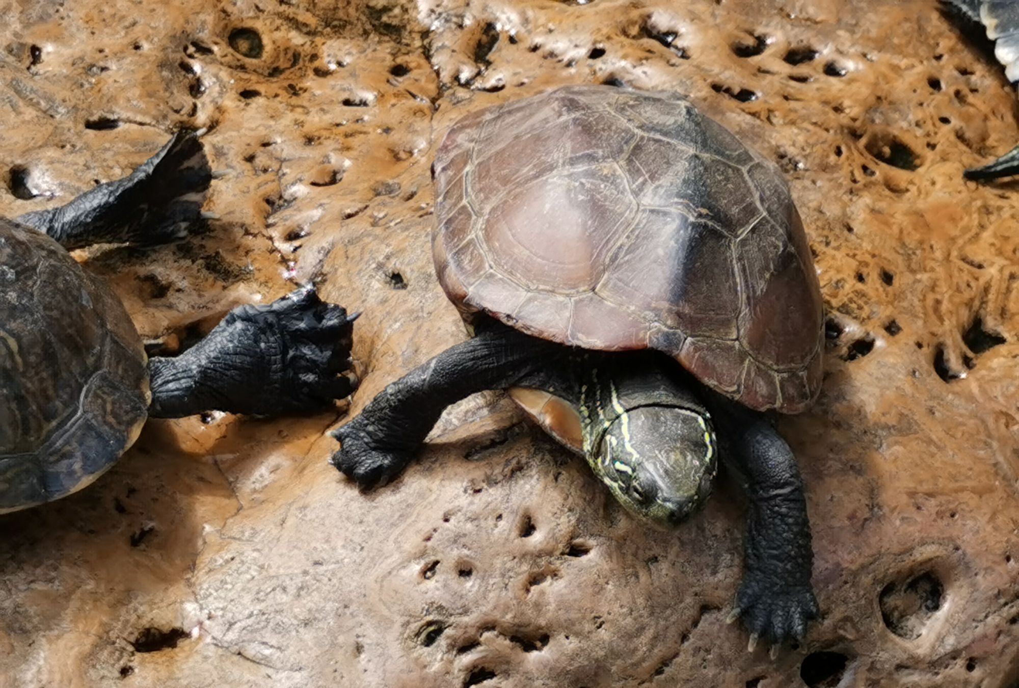 寺庙放生池内的乌龟灵性十足