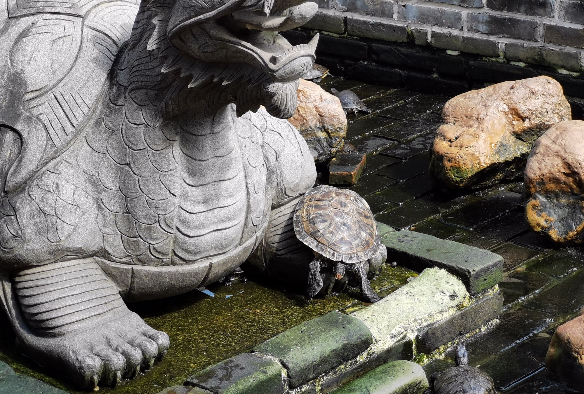 寺庙放生池内的乌龟灵性十足