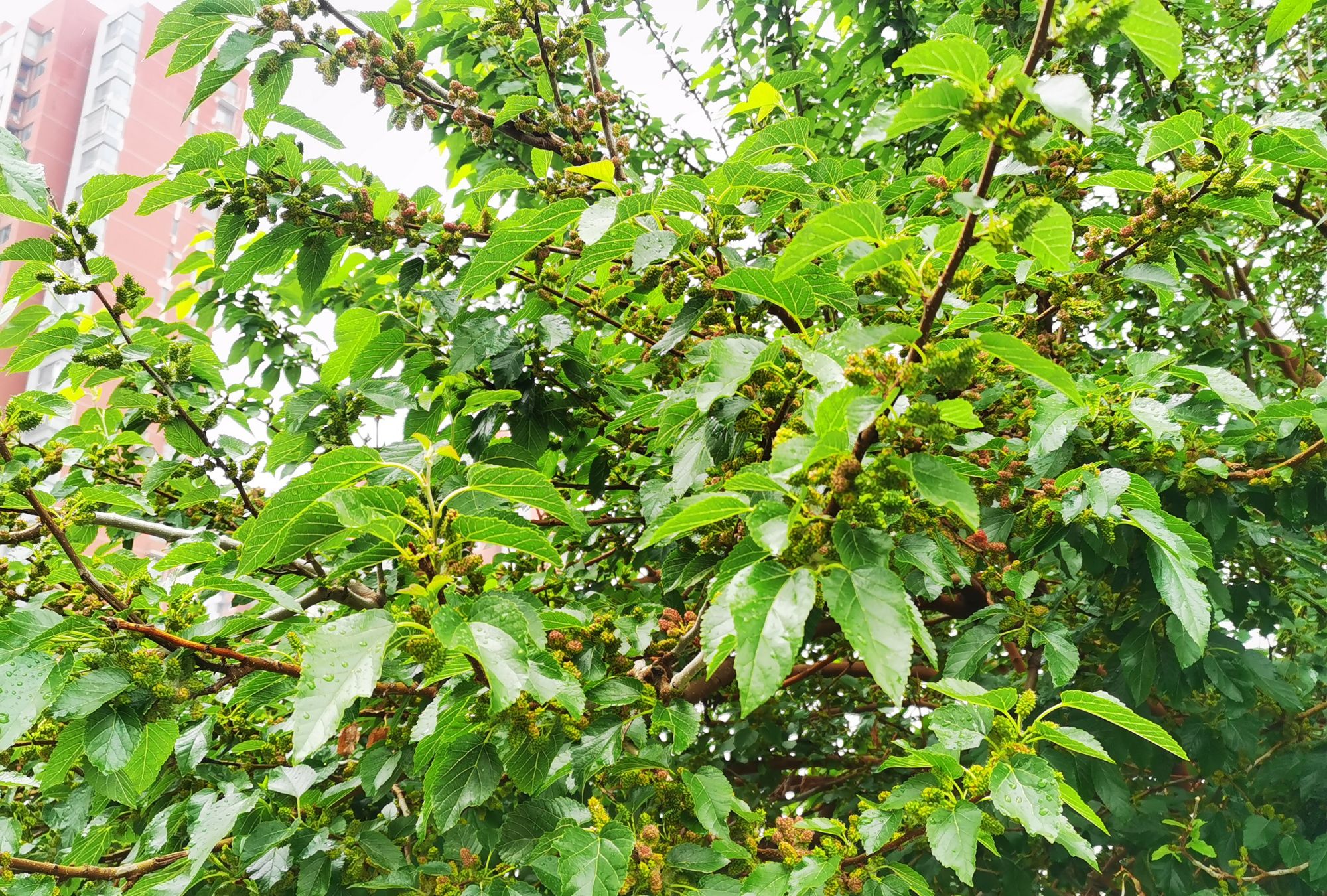 雨后的桑树缀满碧绿的桑叶,浓得像是要滴下来!