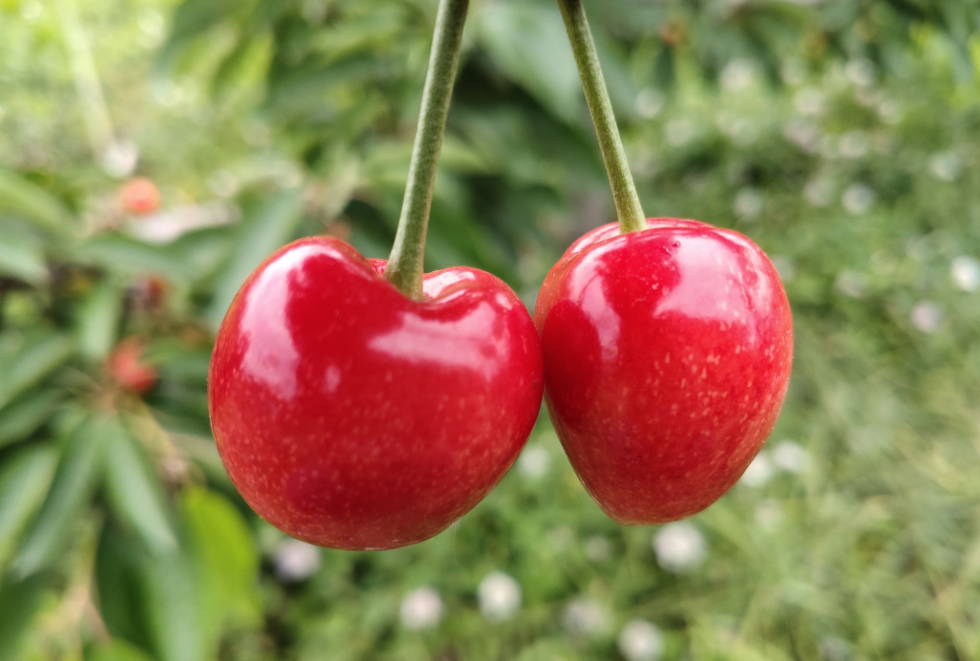 新鲜樱桃,好吃!_高清图集_新浪网