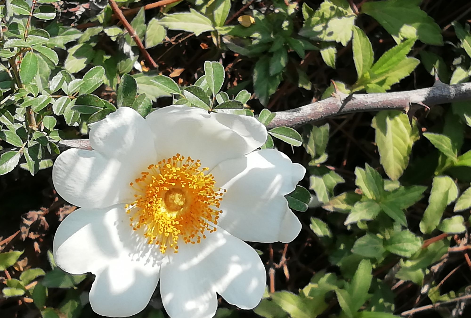 五月依然娇花绽放