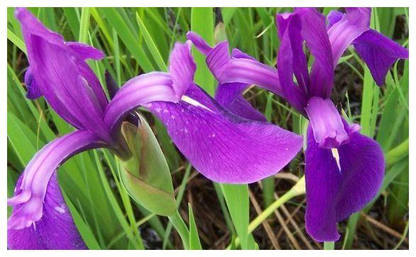 农历6月23号起 最适合养这些花 开花幽香暗淡 漂亮有成就感