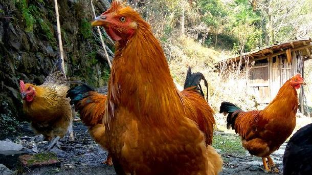 城里人爱买的“土鸡”,为何突然就不受欢迎了?土鸡不好吃了吗?休闲区蓝鸢梦想 - Www.slyday.coM 城里人爱买的“土鸡”,为何突然就不受欢迎了?土鸡不好吃了吗?休闲区蓝鸢梦想 - Www.slyday.coM