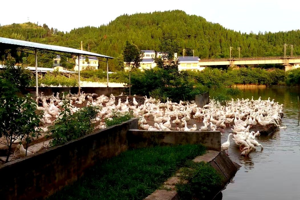 图:养鸭专业户基地掠影_高清图集_新浪网
