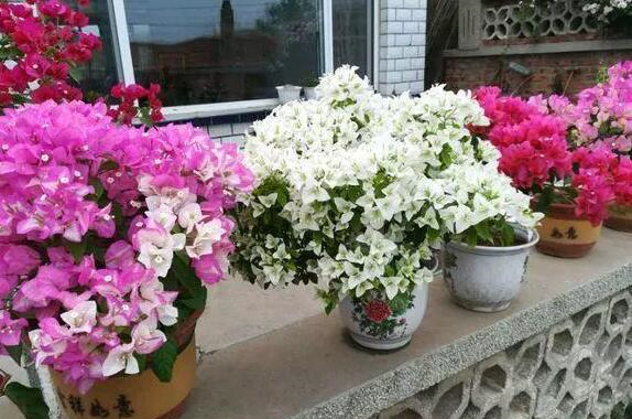 养三角梅,做到“3多、1控”,开完一茬又茬,一茬比一茬开得多休闲区蓝鸢梦想 - Www.slyday.coM 养三角梅,做到“3多、1控”,开完一茬又茬,一茬比一茬开得多休闲区蓝鸢梦想 - Www.slyday.coM