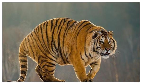 1974年生的肖虎人,前半生坎坷,50岁后财运丰隆,大富大贵!__财经头条