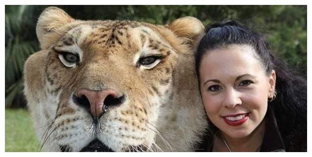 听说过狮虎兽知道豹狮兽吗世界曾存在三只培育十分困难