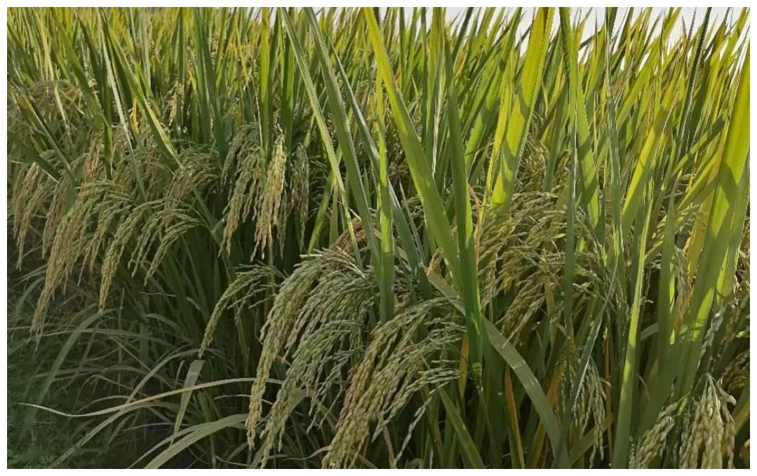 “霜降遇降娄，青禾喂老牛”，何为“降娄”？今冬极端天气多吗？休闲区蓝鸢梦想 - Www.slyday.coM