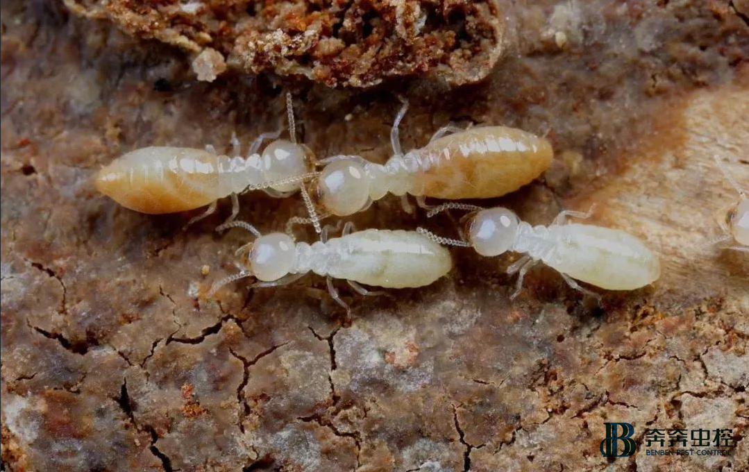 上海专业灭白蚁公司休闲区蓝鸢梦想 - Www.slyday.coM