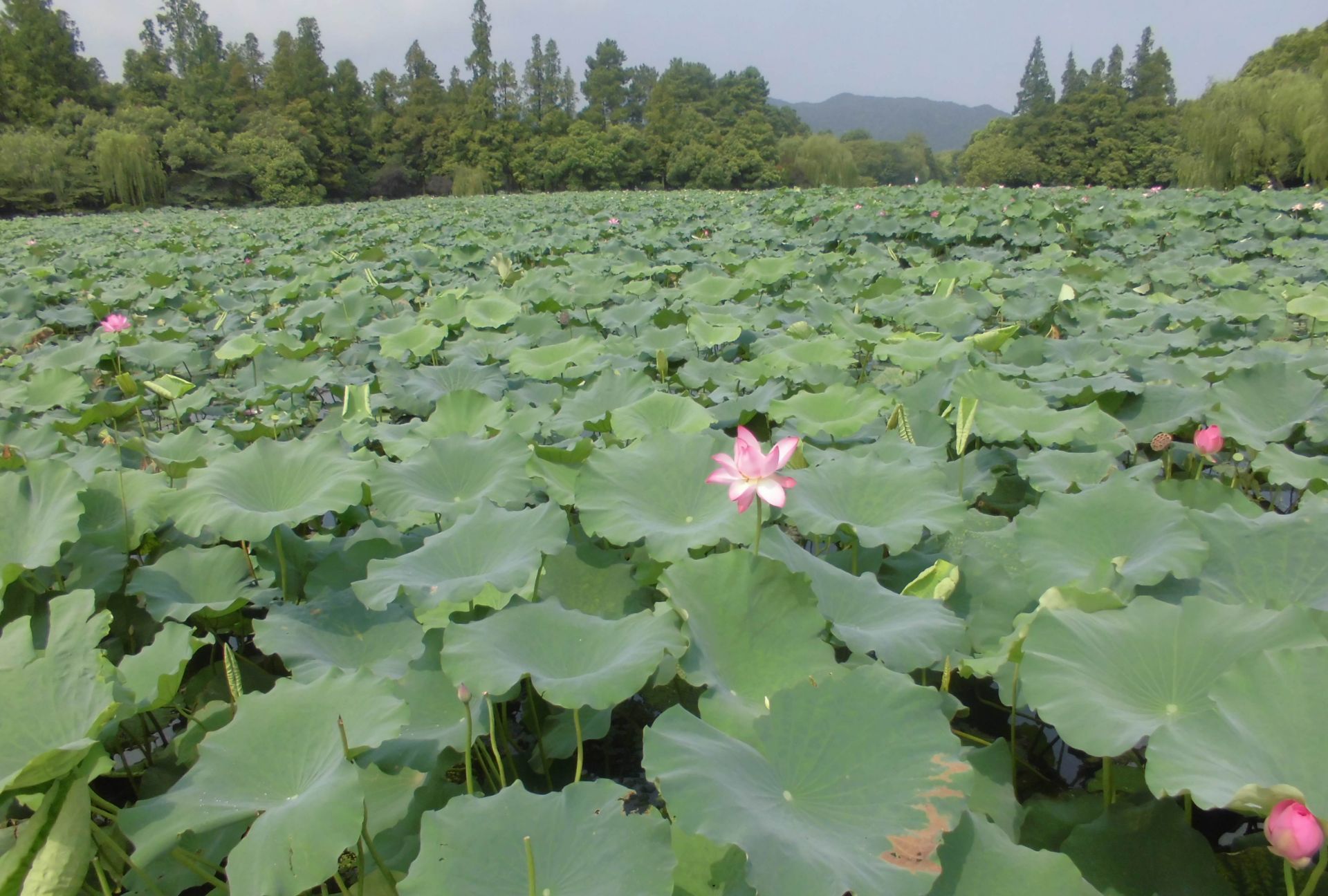 常熟市荷香洲公园
