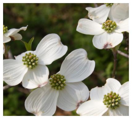心理测试 你喜欢哪株茱萸花 测22年重阳节你会遇到什么好运