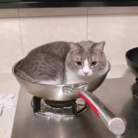 陈师傅这是准备开始炖猫肉了吗?可这猫太肥了,一锅也炖不下啊!