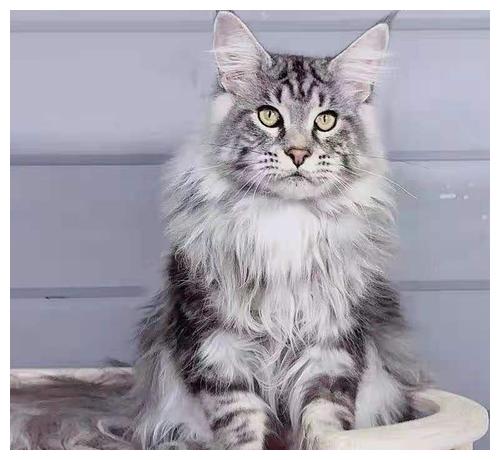 这几种猫不要随便养 一旦养了 会赖上你一辈子