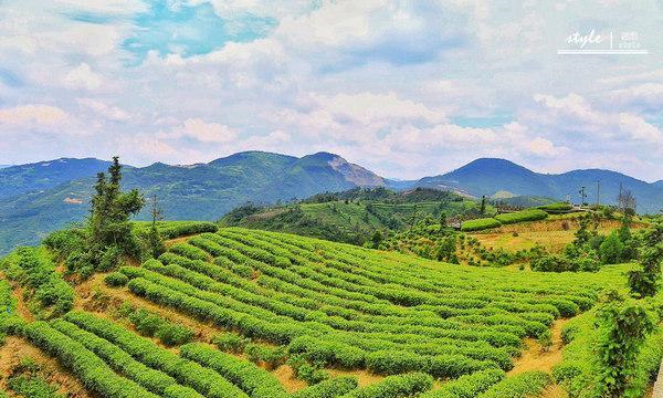浙南茶乡,有着中国最美茶园,还是3A景区免门票