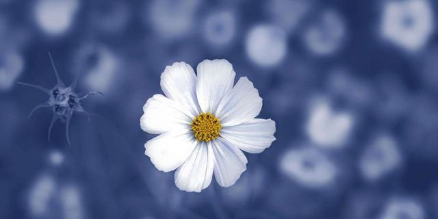 能够原谅老公出轨的三大星座，是真的豁达，还是另有“算计”？休闲区蓝鸢梦想 - Www.slyday.coM