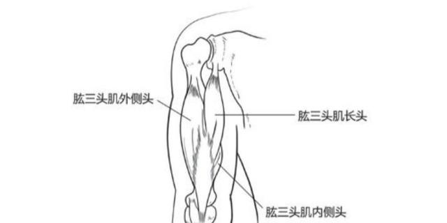 手臂拜拜肉晃动不已？两个动作教你高效燃脂，和拜拜肉说拜拜休闲区蓝鸢梦想 - Www.slyday.coM